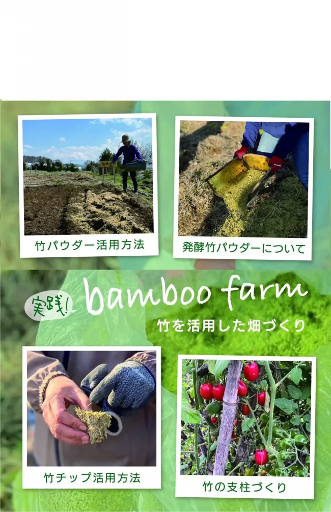 bamboo farm