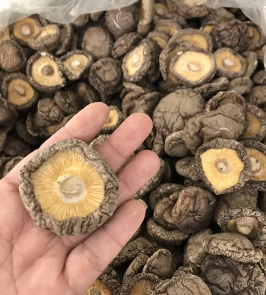 椎茸、有機椎茸の生産工場